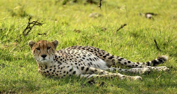 Safari exceptionnel dans les parcs de Masai Mara, Nakuru, Naivasha et Samburu, avec accueil gratuit à l'aéroport et hébergement pour la première nuit dans un hôtel After 40 à Nairobi - 7 jours - Perfect Safari Africa tours and safaris 10