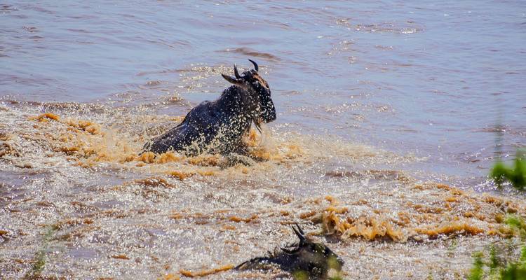 Travesía de lujo de 8 días por el río de la migración de ñus en Tanzania - Kiriwe Travel And Trekking Safaris Ltd 1