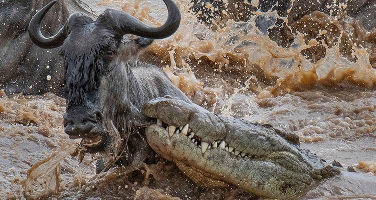 Travesía de lujo de 8 días por el río de la migración de ñus en Tanzania - Kiriwe Travel And Trekking Safaris Ltd 2