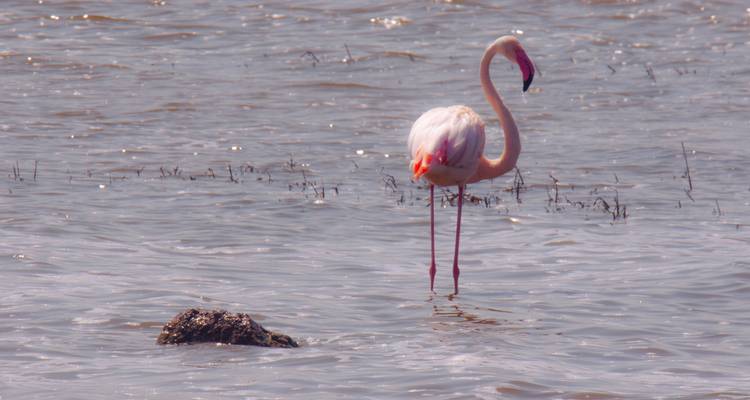 Travesía de lujo de 8 días por el río de la migración de ñus en Tanzania - Kiriwe Travel And Trekking Safaris Ltd 8