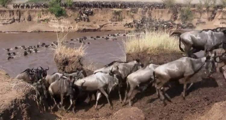 Affordable 3 Days Masai Mara Budget Safari - Safariport 9