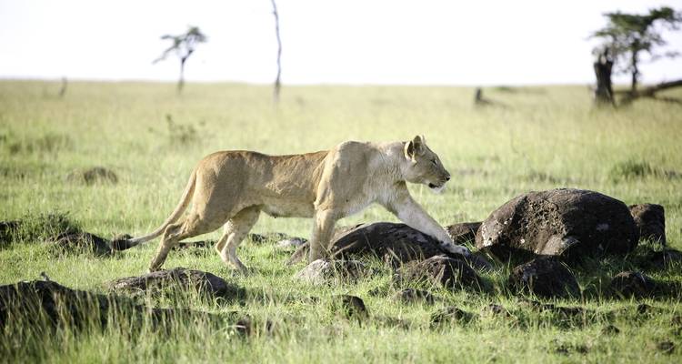 Affordable 3 Days Masai Mara Budget Safari - Safariport 2