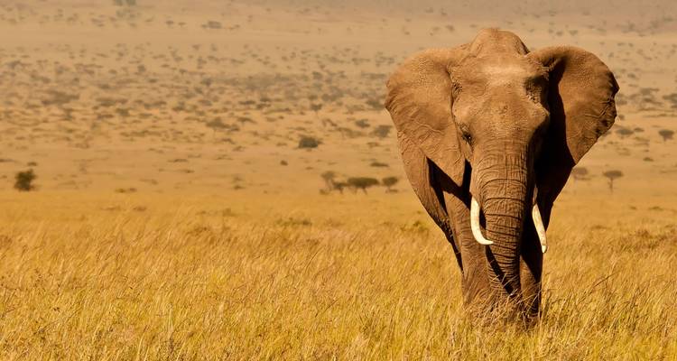 Affordable 3 Days Masai Mara Budget Safari - Safariport 1