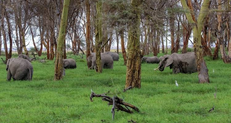 7 Days 6 Nights Budget Group Safari To Maasai Mara, Lake Nakuru, Naivasha and Amboseli Parks - Perfect Safari Africa tours and safaris 10