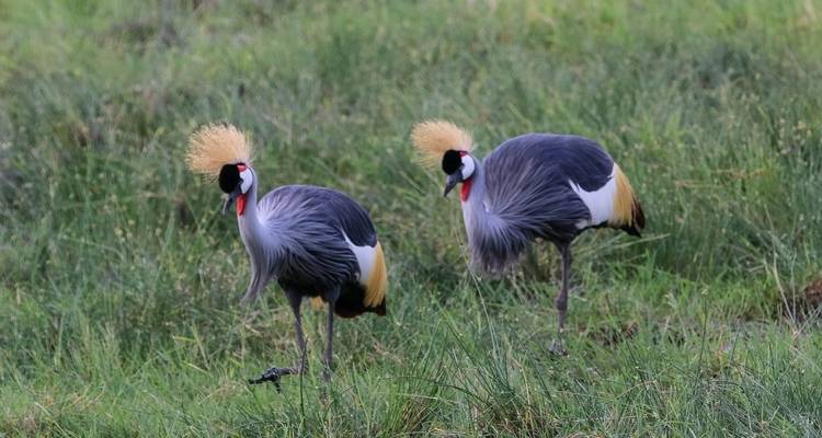Deux grues couronnées dans une zone herbeuse.