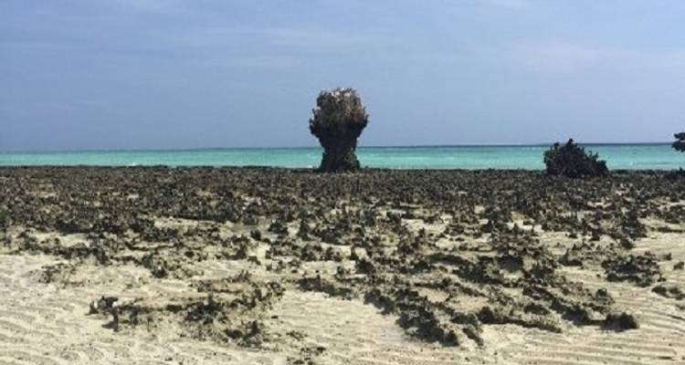 4 Days 3 Nights Pemba Beach holidays - Zanzibar View Tours And Safaris 3