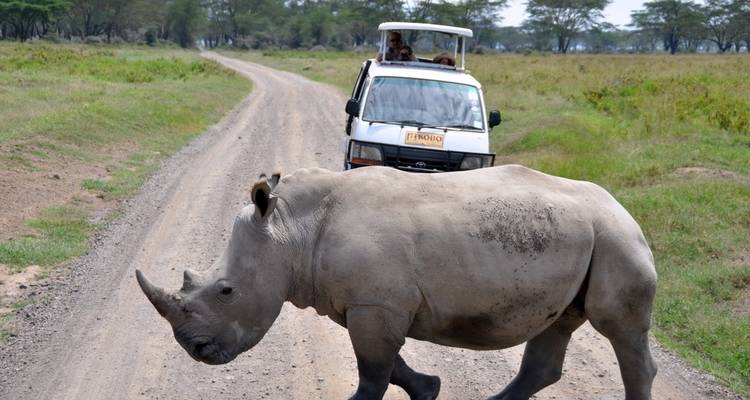 9-Days Discover Kenya Wildlife Safari- Luxury - Gracepatt Ecotours Kenya 7