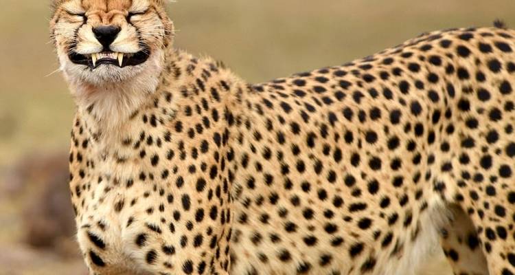 9-Days Discover Kenya Wildlife Safari- Luxury - Gracepatt Ecotours Kenya 6