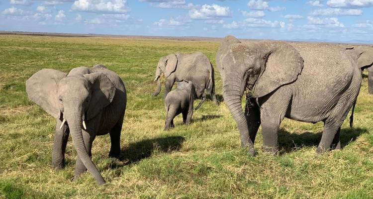 9 jours, 8 nuits Kenya et Tanzanie Safari en camping en groupe au départ de Nairobi avec transfert gratuit à l'aéroport et première nuit gratuite à l'hôtel After 40 à Nairobi. - Perfect Safari Africa tours and safaris 2