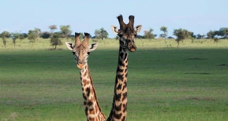 9 jours, 8 nuits Kenya et Tanzanie Safari en camping en groupe au départ de Nairobi avec transfert gratuit à l'aéroport et première nuit gratuite à l'hôtel After 40 à Nairobi. - Perfect Safari Africa tours and safaris 1