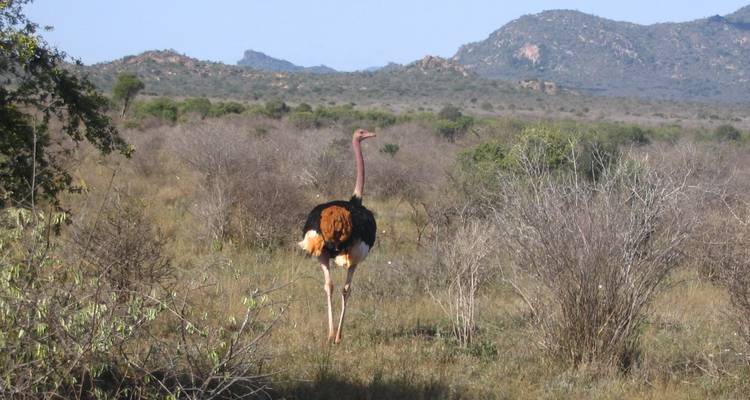 Safari de 3 días y 2 noches al Parque Nacional del Tsavo desde Nairobi - Perfect Safari Africa tours and safaris 1