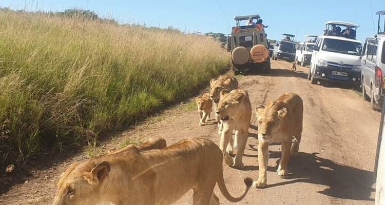 Eine Gruppe von Löwen, die neben einer Straße entlanglaufen, mit Safari-Fahrzeugen dahinter.