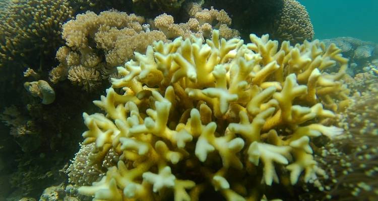 Underwater coral reef scene.