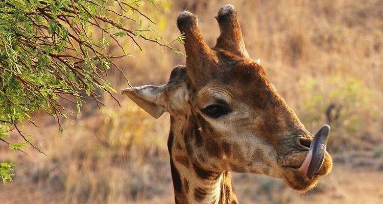Safari BIG 5 dans le parc national Kruger - 2 jours - Africa Moja Tours & Transfers 1