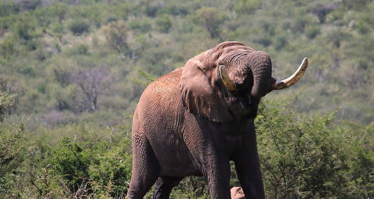 Safari BIG 5 dans le parc national Kruger - 2 jours - Africa Moja Tours & Transfers 4