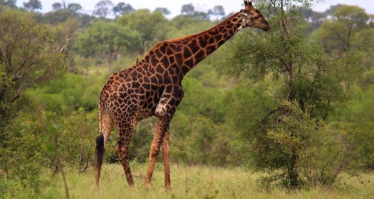 Safari BIG 5 dans le parc national Kruger - 2 jours - Africa Moja Tours & Transfers 3