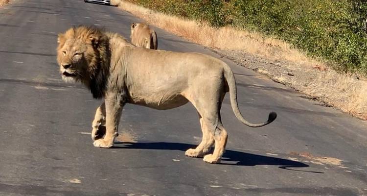 Safari BIG 5 dans le parc national Kruger - 2 jours - Africa Moja Tours & Transfers 8