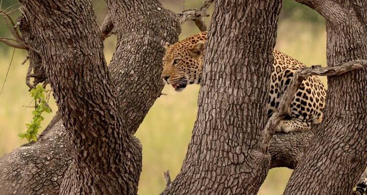 Safari BIG 5 dans le parc national Kruger - 2 jours - Africa Moja Tours & Transfers 9