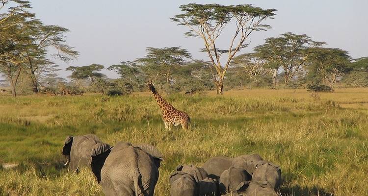 Classic Kenya Under Canvas Tented Experience 2025 - Avec vol et 4X4 - Classic Journeys Africa Ltd 8