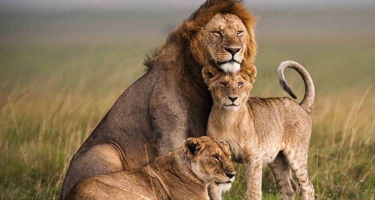 12-Day Kenya And Tanzania Private Lodge Safari From Nairobi with complimentary first night accommodation at Best Western plus Westlands Nairobi Hotel and free airport transfer. - Perfect Safari Africa tours and safaris 2