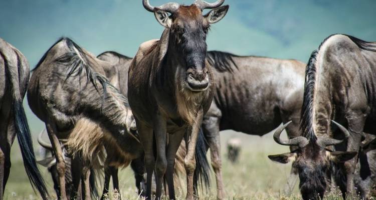 12-Day Kenya And Tanzania Private Lodge Safari From Nairobi with complimentary first night accommodation at Best Western plus Westlands Nairobi Hotel and free airport transfer. - Perfect Safari Africa tours and safaris 1