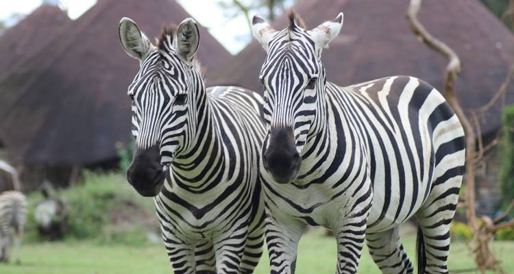 12-Day Kenya And Tanzania Private Lodge Safari From Nairobi with complimentary first night accommodation at Best Western plus Westlands Nairobi Hotel and free airport transfer. - Perfect Safari Africa tours and safaris 9