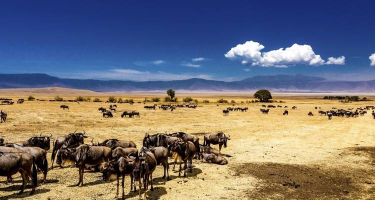 12-Day Kenya And Tanzania Private Lodge Safari From Nairobi with complimentary first night accommodation at Best Western plus Westlands Nairobi Hotel and free airport transfer. - Perfect Safari Africa tours and safaris 4
