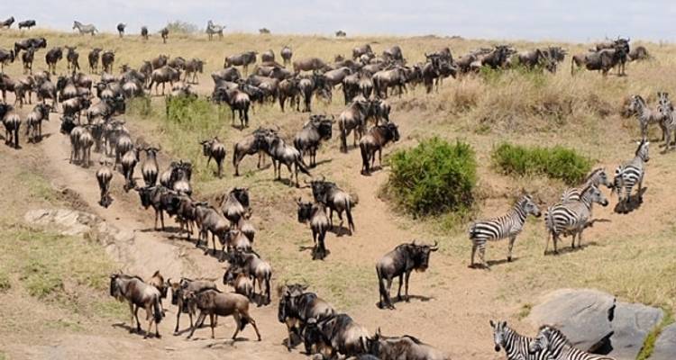 Experiencia clásica en Kenia en Tiendas de Lona 2024 - con 4X4 - Classic Journeys Africa Ltd 7