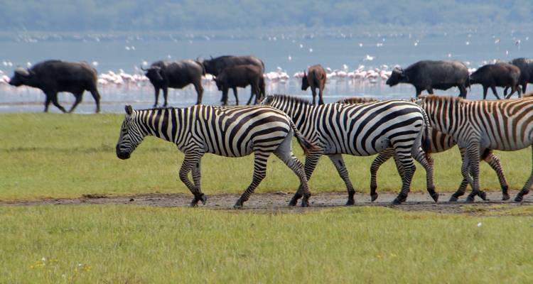 Zèbres marchant dans une prairie avec d'autres animaux sauvages en arrière-plan.