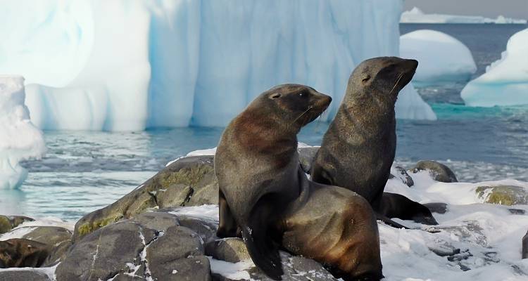 Antarctique classique - 10 jours - On The Go Tours 1