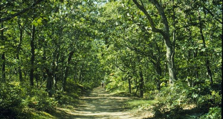 Leafy forest path surrounded by green trees on a sunny day.