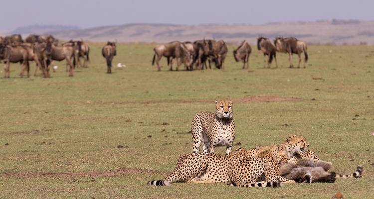 6 Days Migration Safari in Calving Season - Katikati Tours and Safaris 6