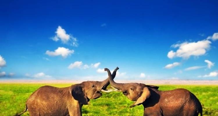 Les grands classiques du Kenya à un prix abordable et la plage 2025 - Classic Journeys Africa Ltd 10