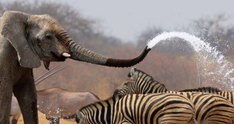 Affordable Classic Highlights of Kenya and Beach 2025 - Classic Journeys Africa Ltd 2