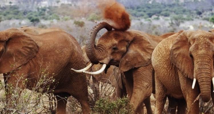 Affordable Classic Highlights of Kenya and Beach 2025 - Classic Journeys Africa Ltd 6