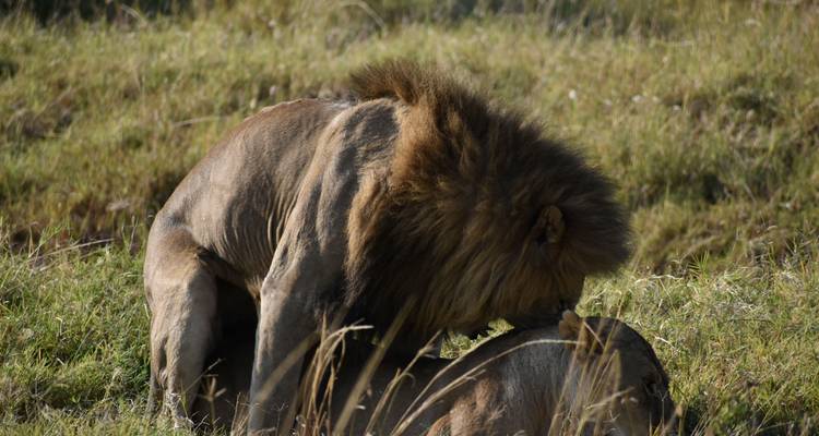 Männlicher Löwe interagiert mit einer Löwin in der Maasai Mara.