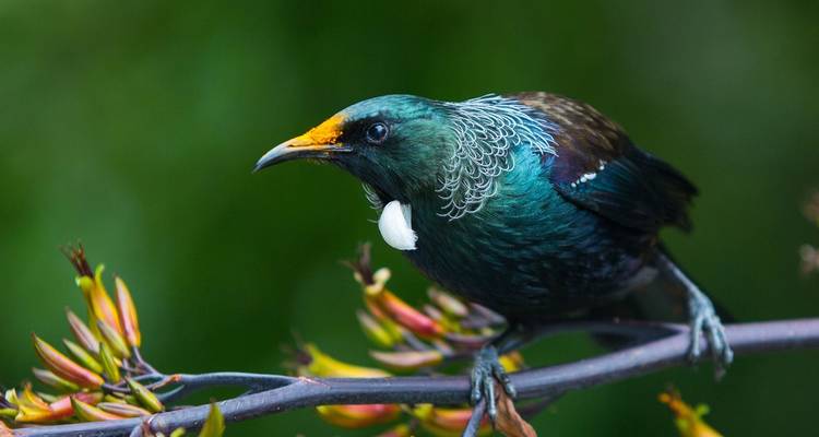 5 Day North Island Highlights Self Drive Tour - Discover New Zealand 8