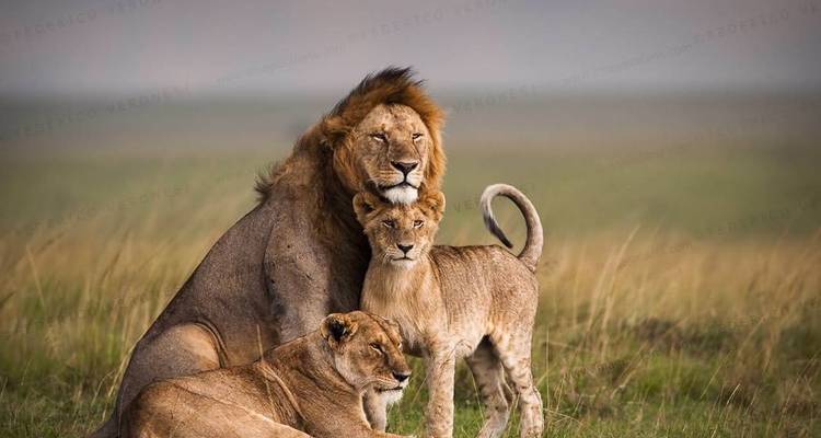 Safari de 3 jours dans le Maasai Mara au Sopa Lodge depuis Nairobi - Perfect Safari Africa tours and safaris 9