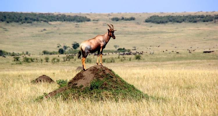 Safari de 3 jours dans le Maasai Mara au Sopa Lodge depuis Nairobi - Perfect Safari Africa tours and safaris 7