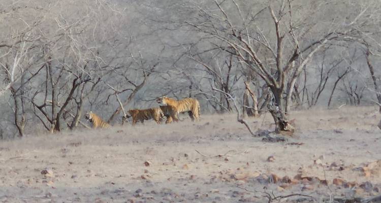 Triangle d'Or avec Tigre 7 Nuits / 8 Jours - Go My Journey 3