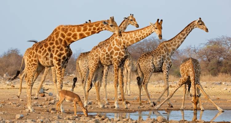 Sossusvlei, Swakop, Twyfelfontein et Etosha NP - Camping - 8 jours - Discovery Transfers and Tours 1