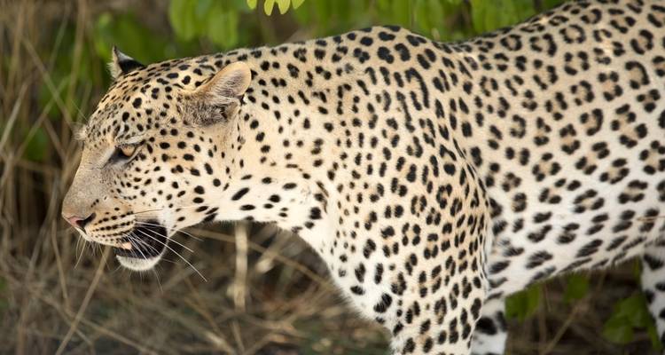 Sossusvlei, Swakop, Twyfelfontein et Etosha NP - Camping - 8 jours - Discovery Transfers and Tours 2