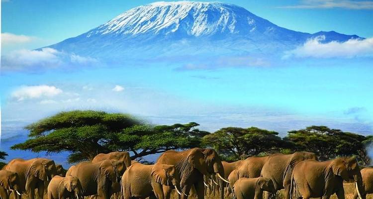 Safari de 7 jours d'Amboseli, Naivasha, Nakuru et Mara à Nairobi avec une première nuit gratuite à l'hôtel After 40 à Nairobi et prise en charge gratuite à l'aéroport. - Perfect Safari Africa tours and safaris 3