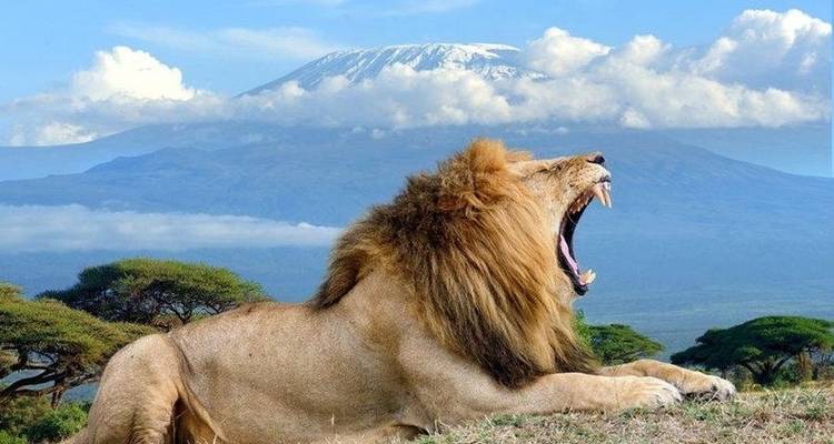 Safari de 7 jours d'Amboseli, Naivasha, Nakuru et Mara à Nairobi avec une première nuit gratuite à l'hôtel After 40 à Nairobi et prise en charge gratuite à l'aéroport. - Perfect Safari Africa tours and safaris 1