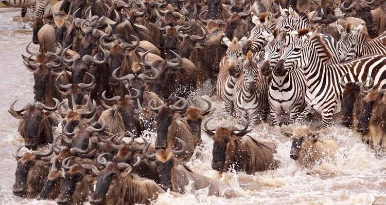 Safari de 7 jours d'Amboseli, Naivasha, Nakuru et Mara à Nairobi avec une première nuit gratuite à l'hôtel After 40 à Nairobi et prise en charge gratuite à l'aéroport. - Perfect Safari Africa tours and safaris 2