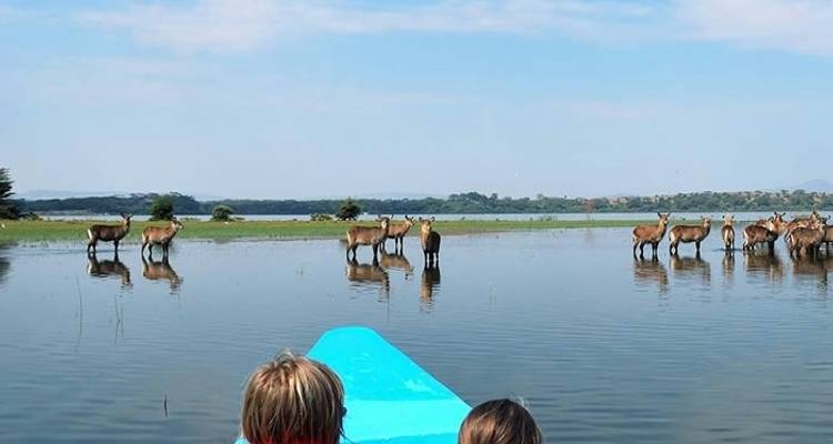 Safari de 7 jours d'Amboseli, Naivasha, Nakuru et Mara à Nairobi avec une première nuit gratuite à l'hôtel After 40 à Nairobi et prise en charge gratuite à l'aéroport. - Perfect Safari Africa tours and safaris 6