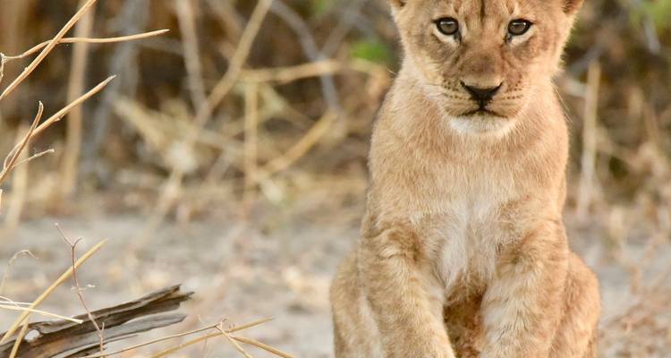 2 nuits Chobe - Afro Honeyguide Adventures 8