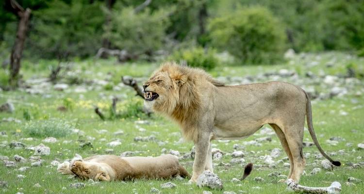 8-Day Sossusvlei, Swakop, Twyfelfontein & Etosha (Lodging) - Discovery Transfers and Tours 2