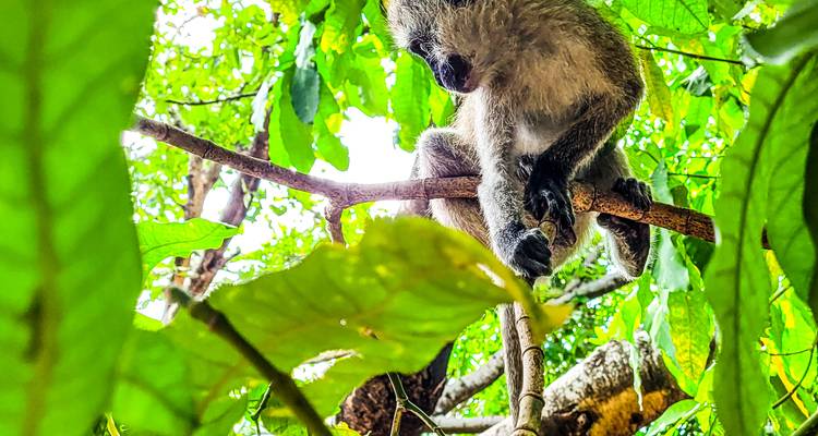 Monkey sitting on a branch amidst lush green leaves.