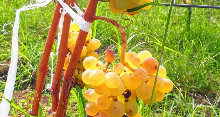 Expérience de l'art du vin et de la gastronomie en Sicile - My Art Collection Travel 1
